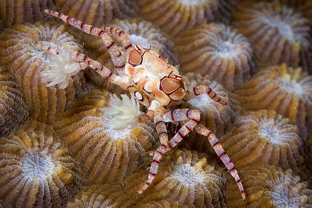 Boxing Crab - Lybia tessellata