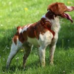 Brittany Spaniel Gifts