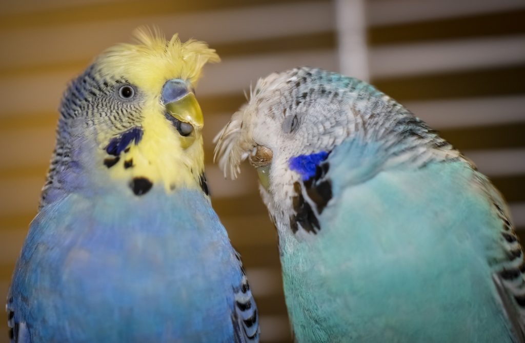 Do Parakeets Need A Nest To Sleep?