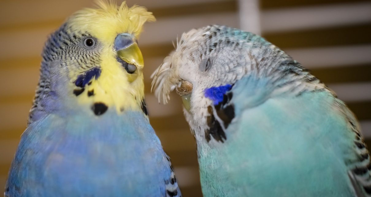 Budgie Molting - Parakeet Molting