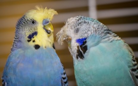 Budgie Molting - Parakeet Molting