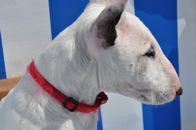 Bull Terrier - Top 20 Dumbest Dog Breeds