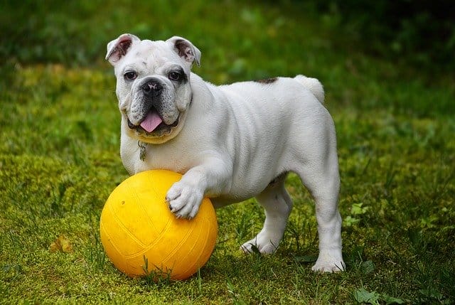 Bulldog- Top 20 Dumbest Dog Breeds