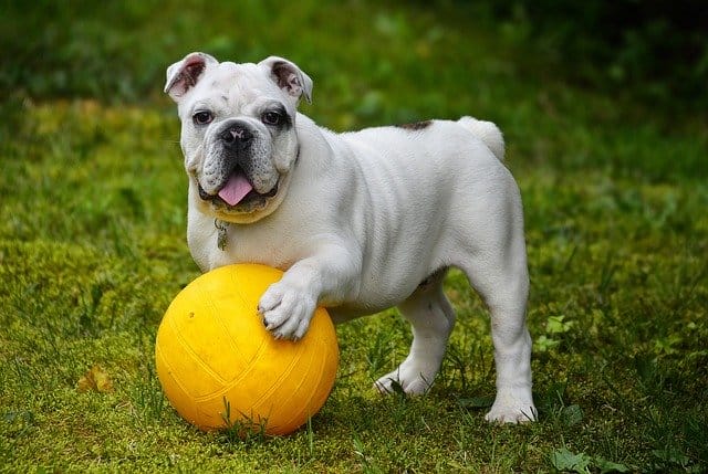 English Bulldog Crate Size