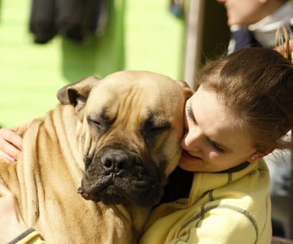 Bullmastiff Gifts - Gifts for Bullmastiff Lovers