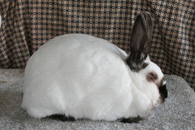 Californian Rabbit - Most Which Breed of Rabbit is Most Child Friendly