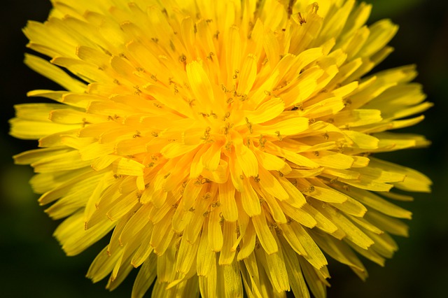 Can Bearded Dragons Eat Dandelion Flowers - 