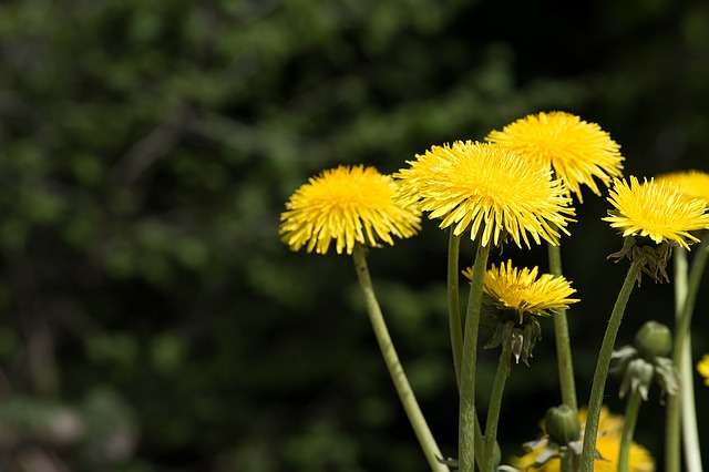 Can Bearded Dragons Eat Dandelion Stems