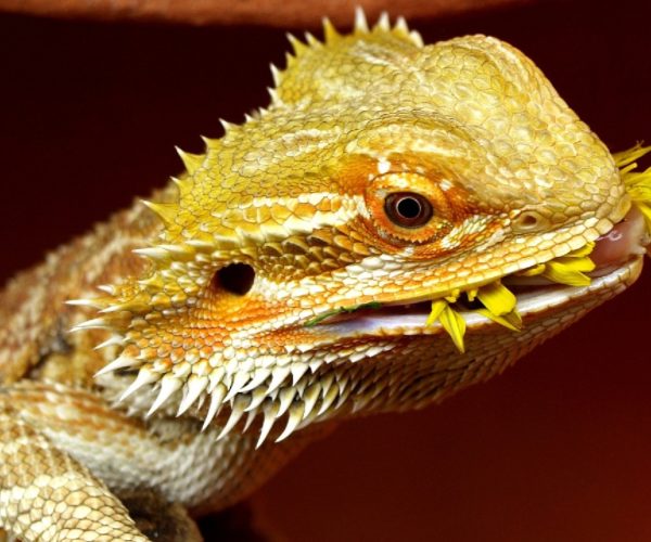 Can Bearded Dragons Eat Dandelions