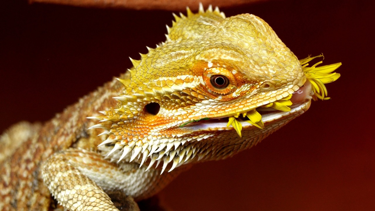 Can Bearded Dragons Eat Dandelions The Pet Supply Guy