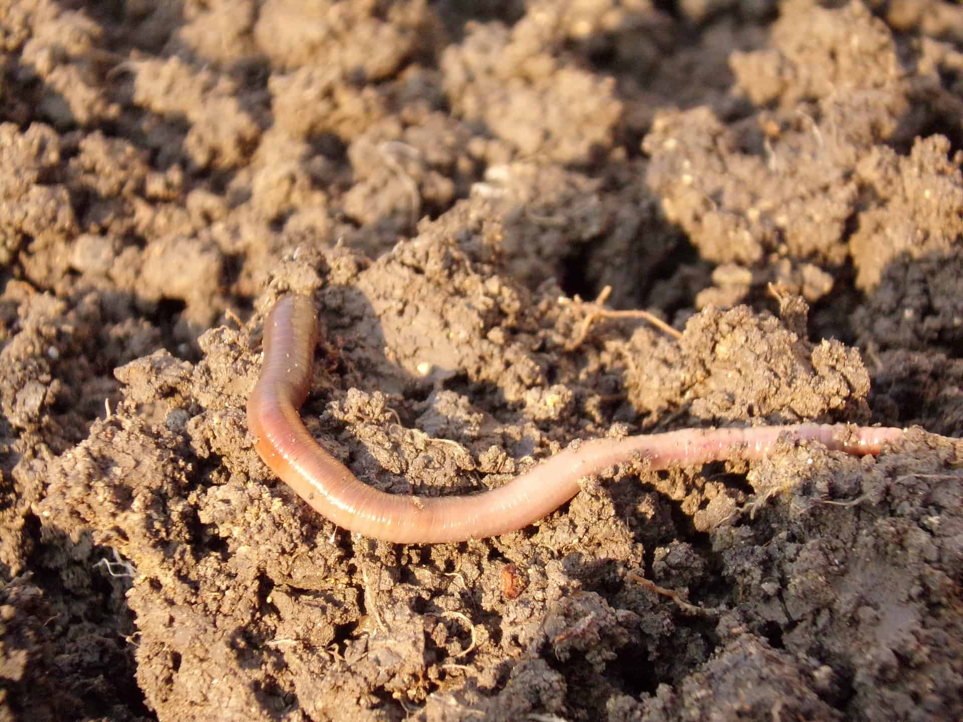 can-bearded-dragons-eat-earthworms-nightcrawlers-or-red-worms