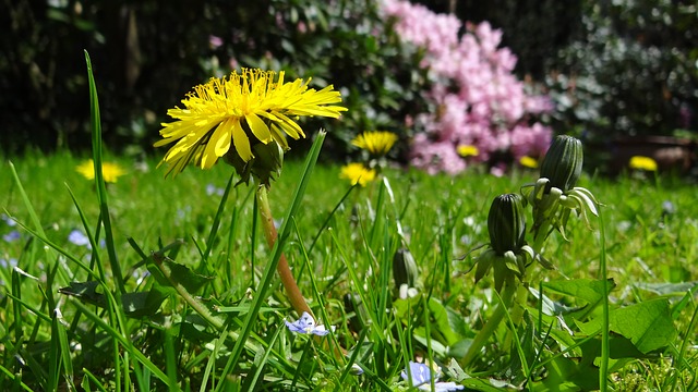 Can Bearded Dragons Eat Wild Dandelions