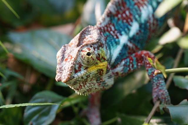 Can Chameleons Drink from a Bowl