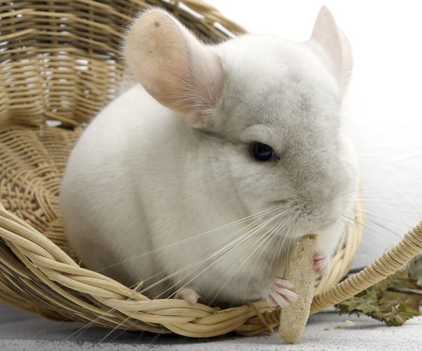 Can Chinchillas Eat Cheerios