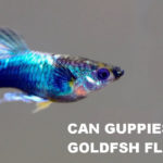 Can Guppies Eat Goldfish Flakes