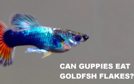 Can Guppies Eat Goldfish Flakes