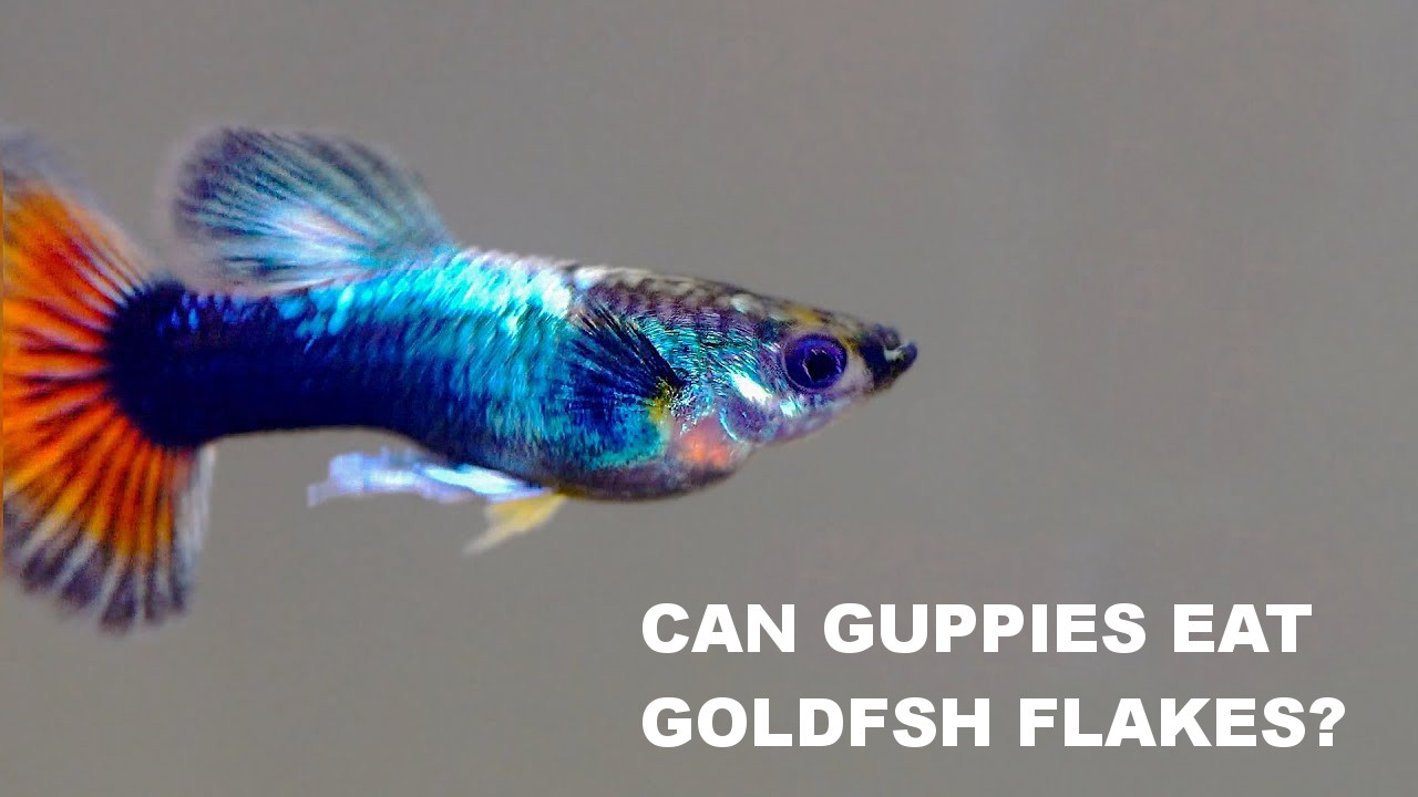 Can Guppies Eat Goldfish Flakes The Pet Supply Guy