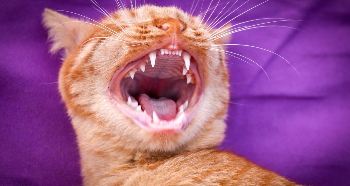 Can I Brush My Cat's Teeth with Human Toothpaste