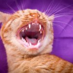 Can I Brush My Cat's Teeth with Human Toothpaste