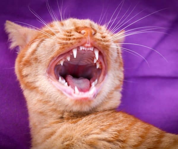 Can I Brush My Cat's Teeth with Human Toothpaste