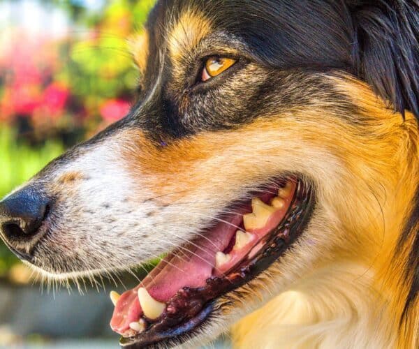 Can I Brush My Dog's Teeth with Baking Soda