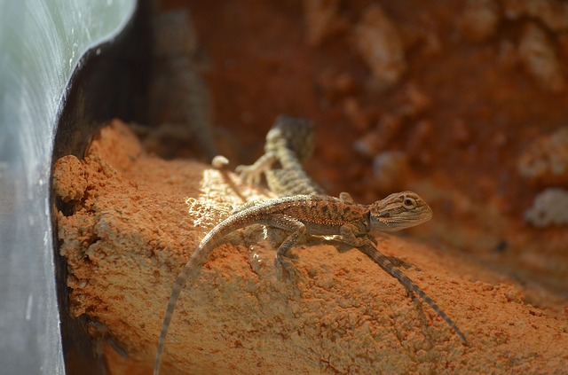 Can I Feed My Baby Bearded Dragon Dubia Roaches