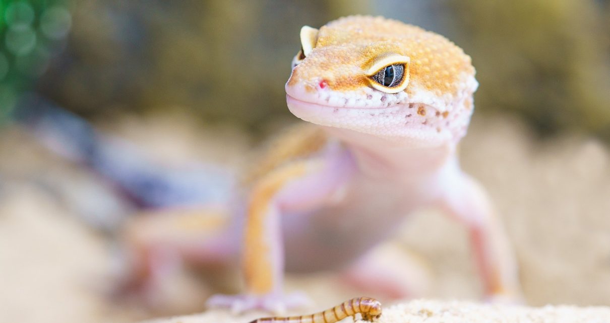 Can Leopard Geckos Eat Dried Mealworms