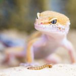 Can Leopard Geckos Eat Dried Mealworms