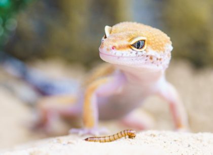 Can Leopard Geckos Eat Dried Mealworms