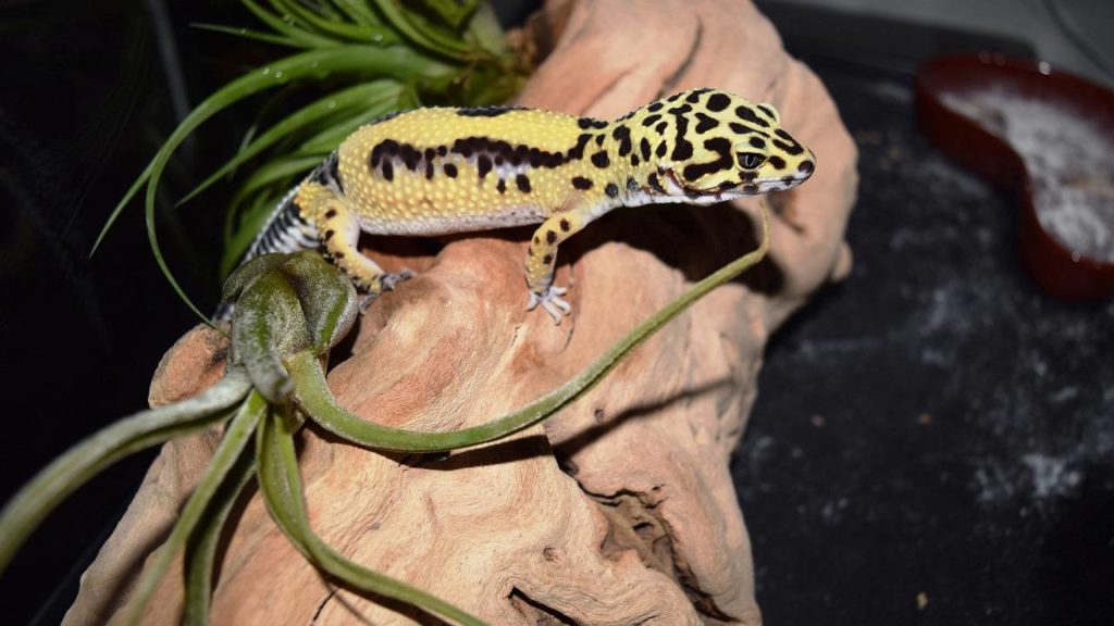 What Kind of Moss for Leopard Gecko