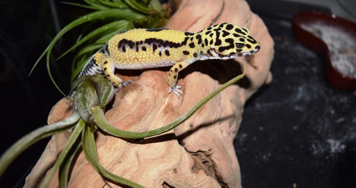 Can Leopard Geckos Eat Hornworms