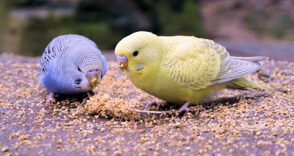 Can Parakeets Eat Cockatiel Food