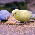 Can Parakeets Eat Cockatiel Food