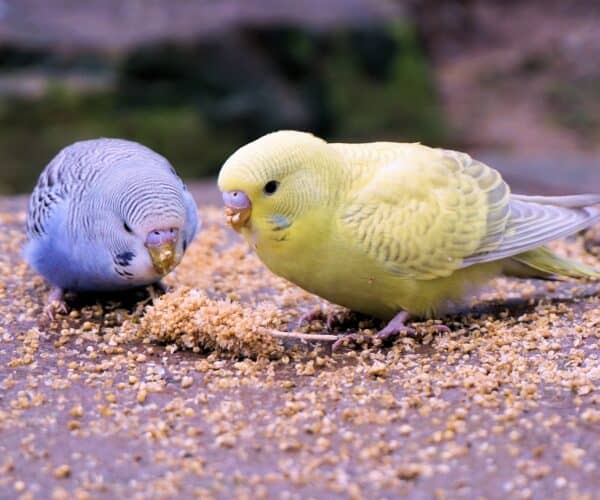 Can Parakeets Eat Cockatiel Food