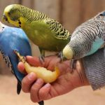 Can Parakeets Eat Fruit