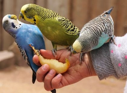 Can Parakeets Eat Fruit