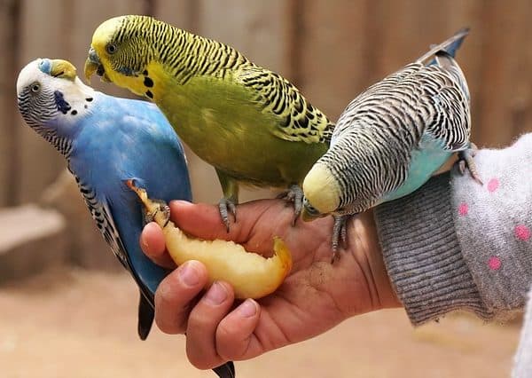 Can Parakeets Eat Fruit