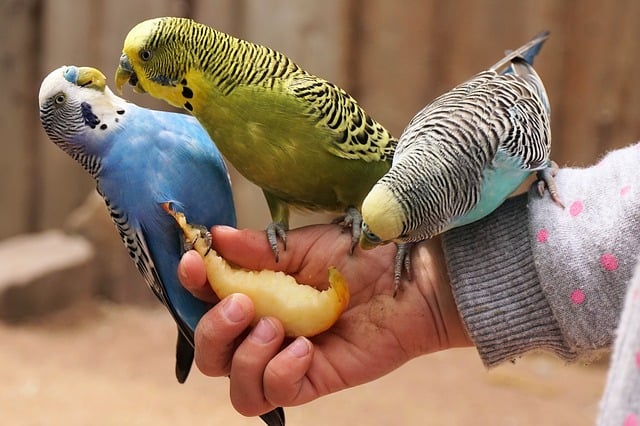 Can Parakeets Eat Fruit