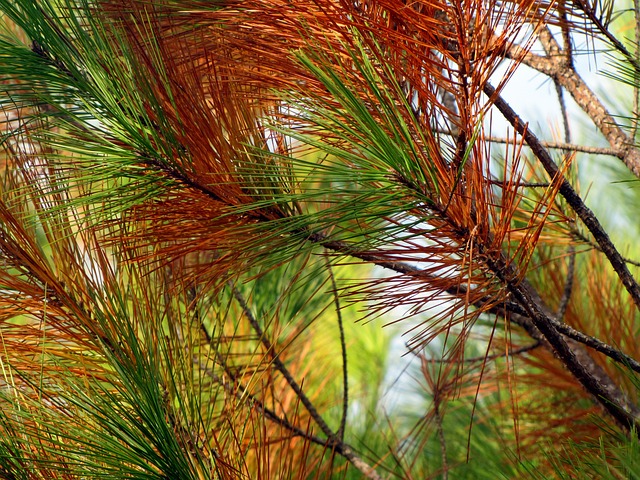 Can Rabbits Eat Pine Needles