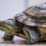 Can Red Eared Sliders Eat Mealworms
