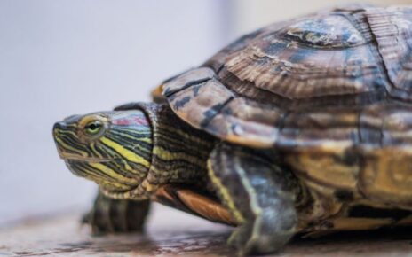 Can Red Eared Sliders Eat Mealworms
