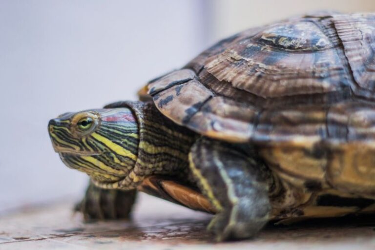 Can Red Eared Sliders Eat Mealworms? The Pet Supply Guy