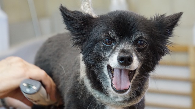 Can You Cut Dog Hair with Human Clippers