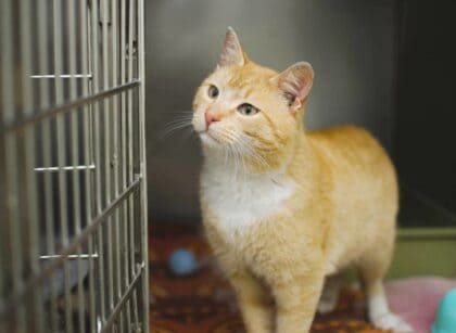 Can You Keep Cat In A Cage