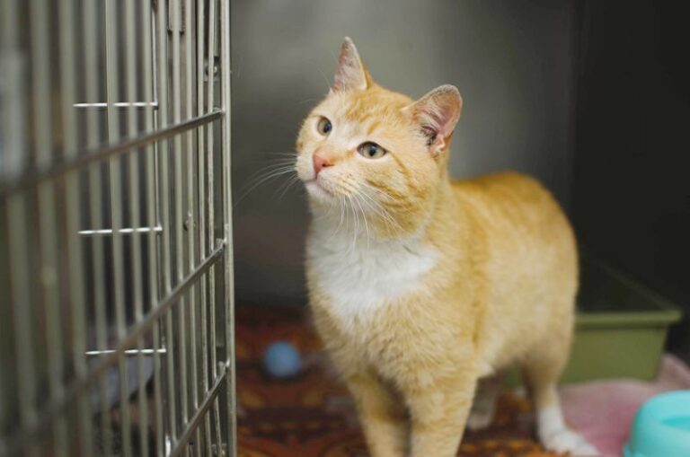 Can You Keep Cat In A Cage The Pet Supply Guy