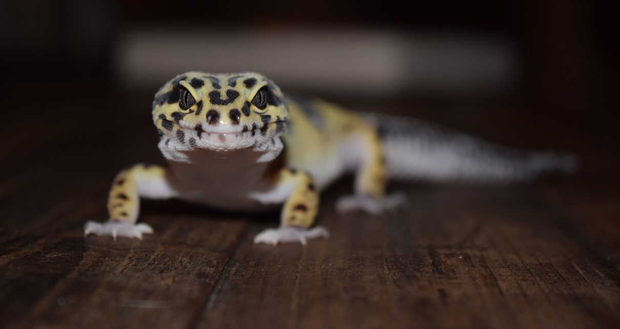 Can You Overfeed a Leopard Gecko