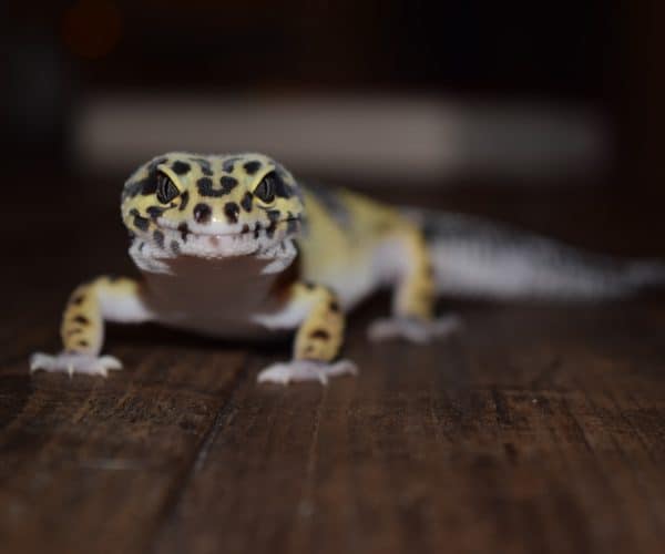 Can You Overfeed a Leopard Gecko