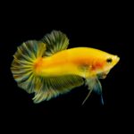 Can You Put a Betta Fish in a GloFish Tank