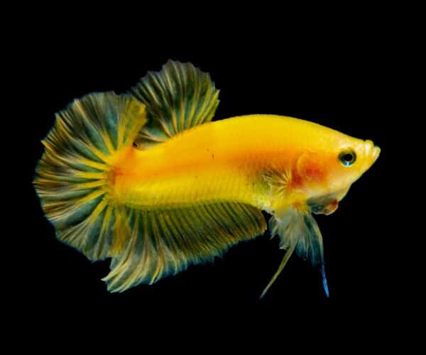 Can You Put a Betta Fish in a GloFish Tank