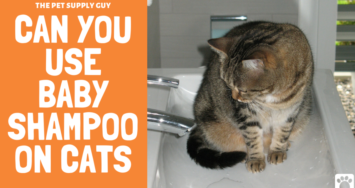 Can You Use Baby Shampoo on Cats